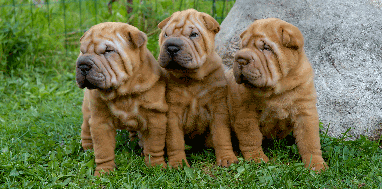 Sharpei Picture