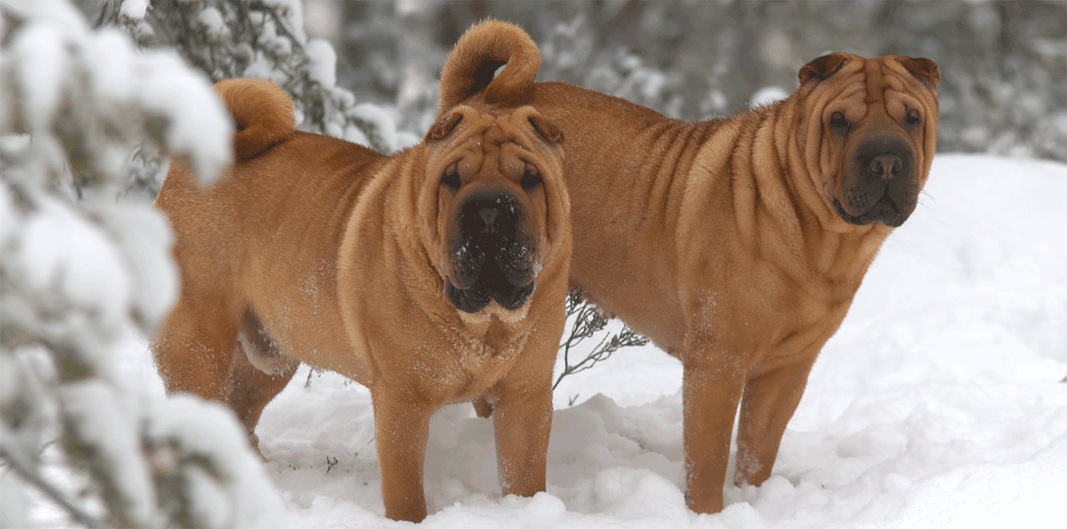 Sharpei Picture