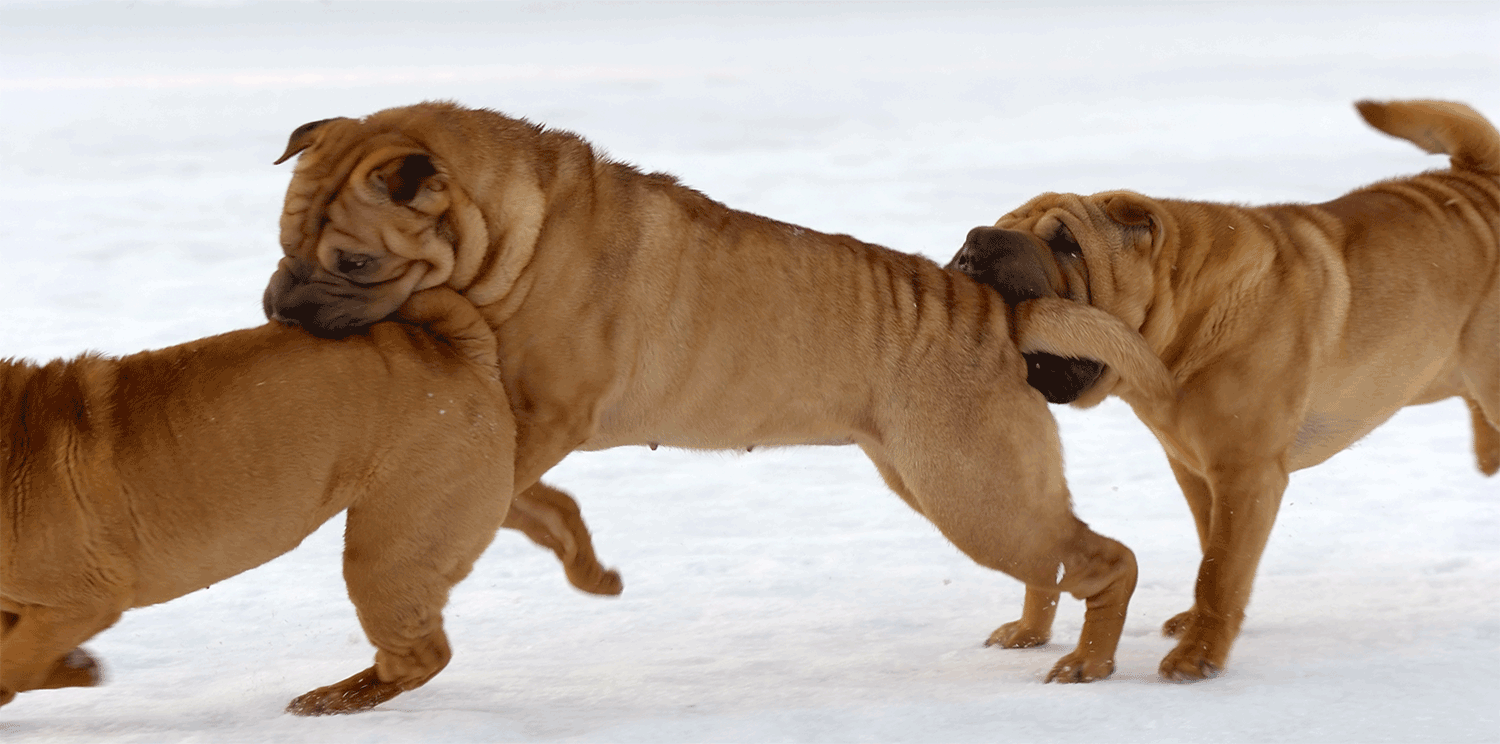 Sharpei Picture